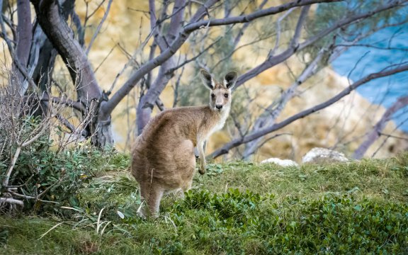 AUSTRALIA 